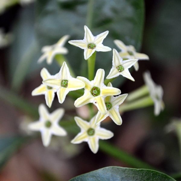 Melisa Parfüm Çiçeği ( Akşam Sefası) Fidanı