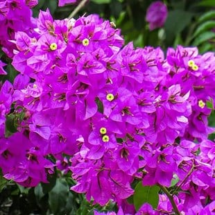 Fuşya Renkli Begonvil Çiçeği Fidanı