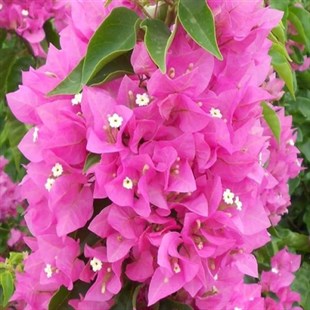 Pembe Renkli Begonvil Çiçeği Fidanı